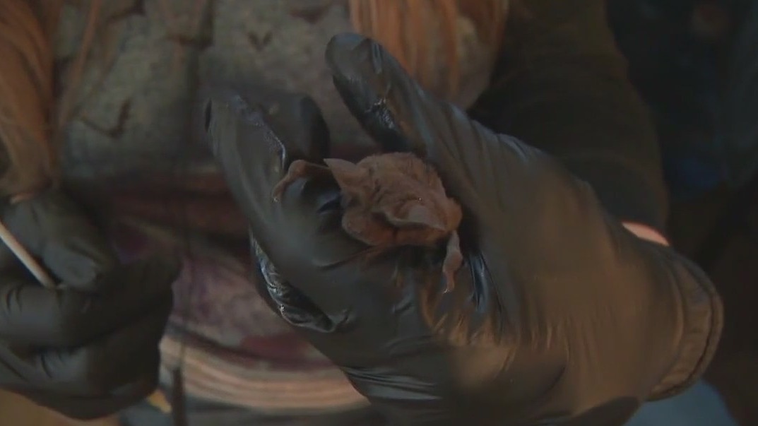 Hundreds of bats in Austin freeze